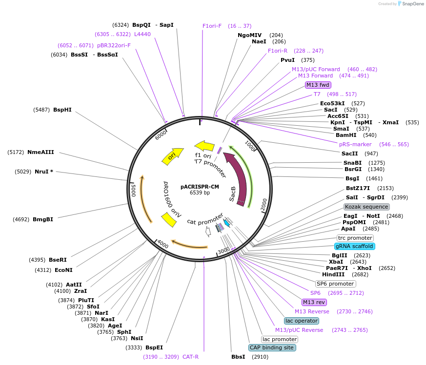 203588-plasmid-map-sequence-id-428747