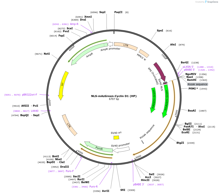 215072-plasmid-map-sequence-id-428748