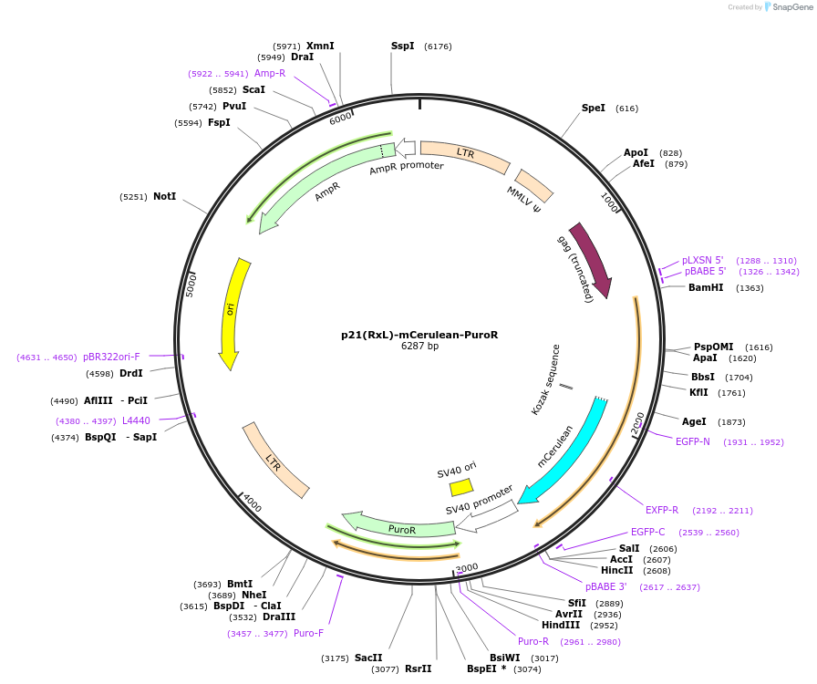 215078-plasmid-map-sequence-id-428751