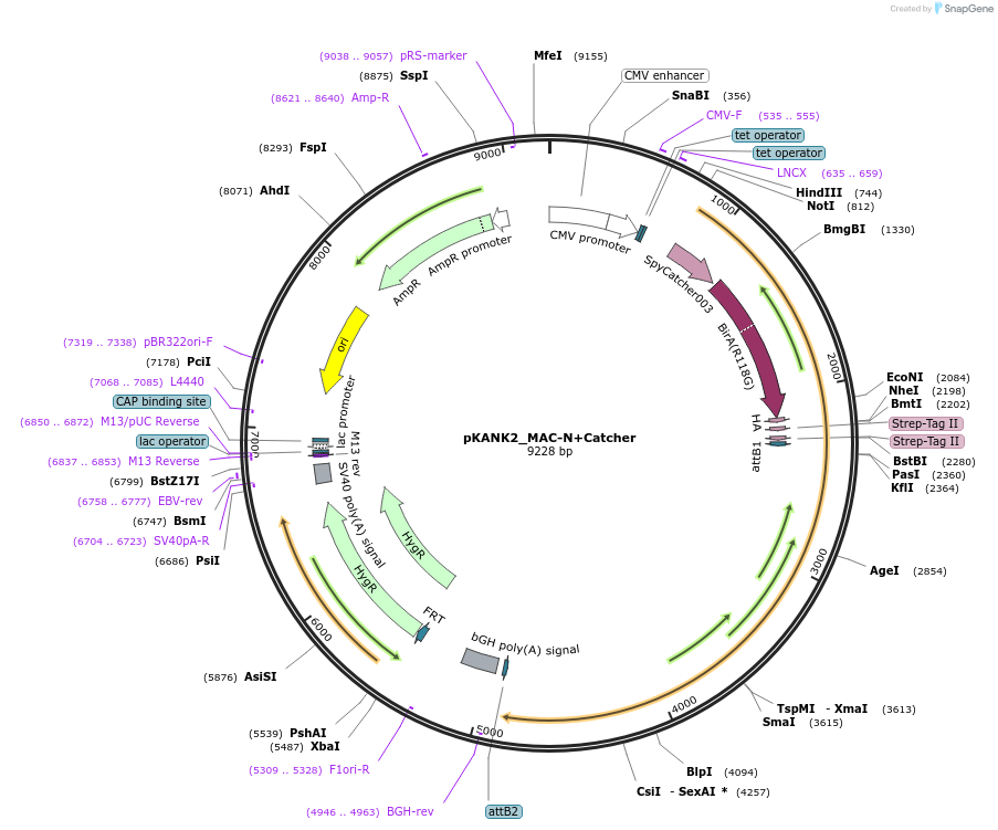 213638-plasmid-map-sequence-id-428768
