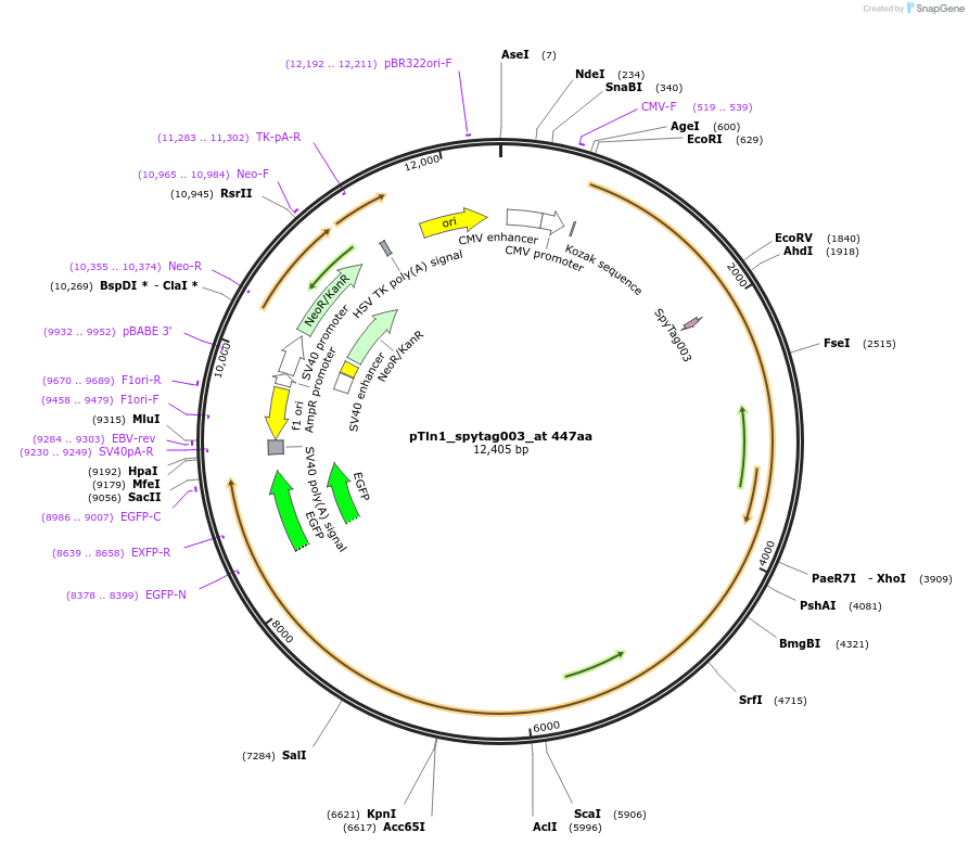 213641-plasmid-map-sequence-id-428788