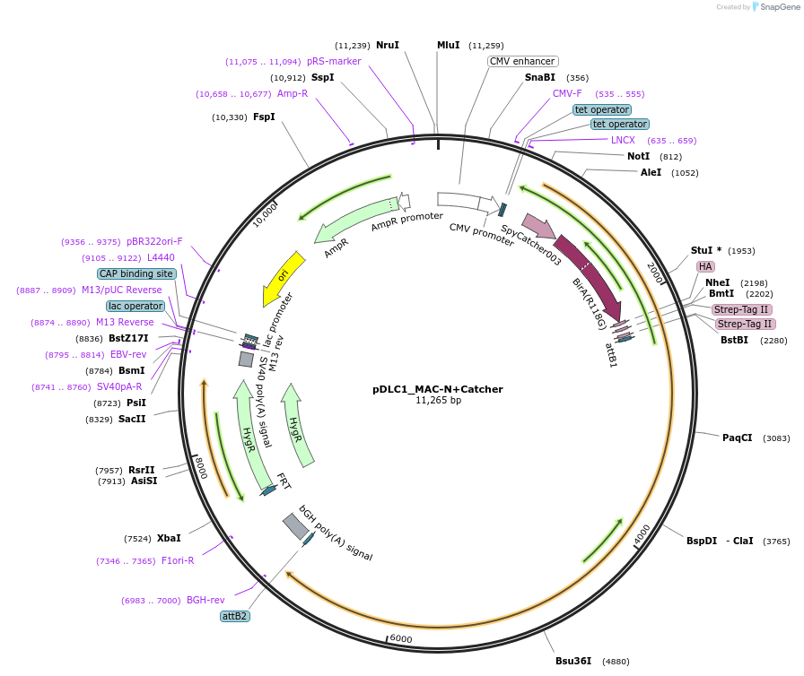 213634-plasmid-map-sequence-id-428790