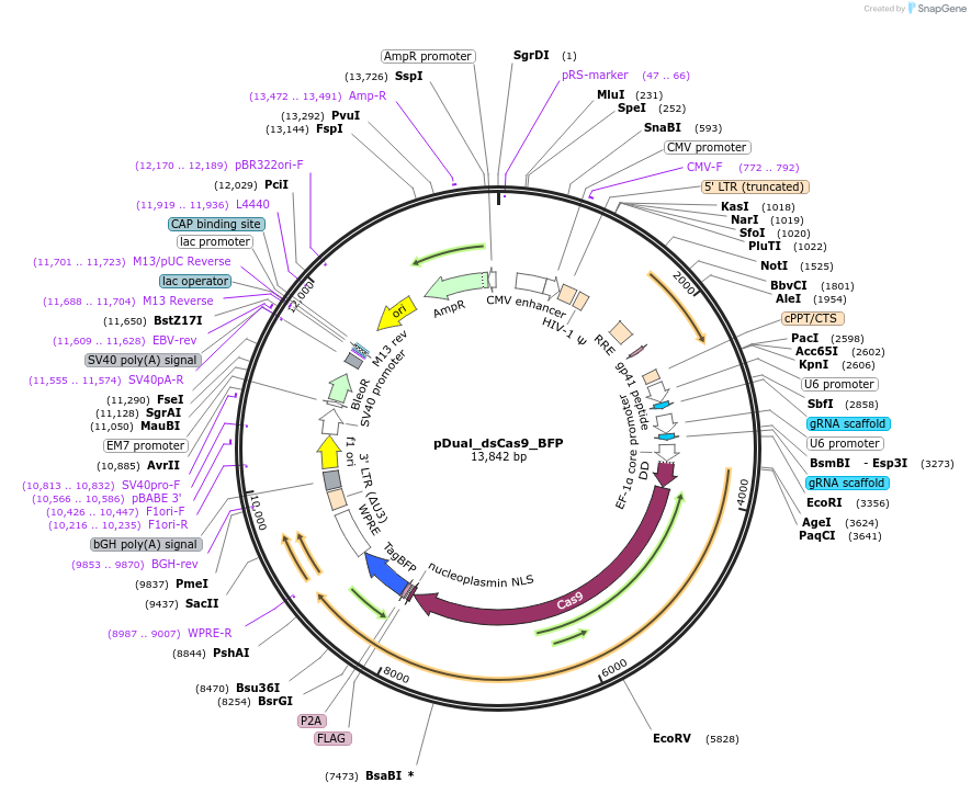 214679-plasmid-map-sequence-id-428808