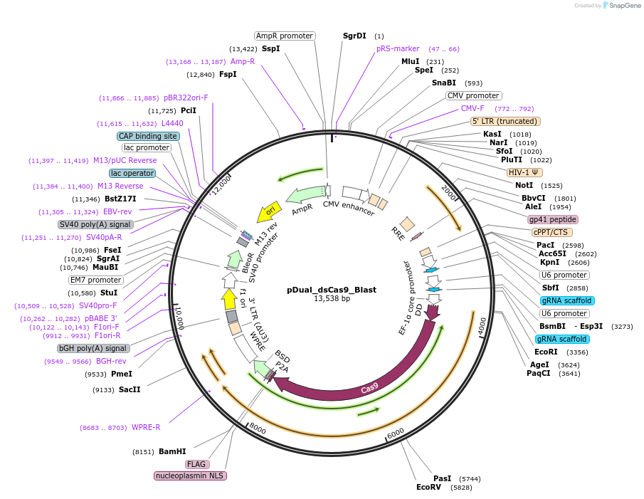 214681-plasmid-map-sequence-id-428811