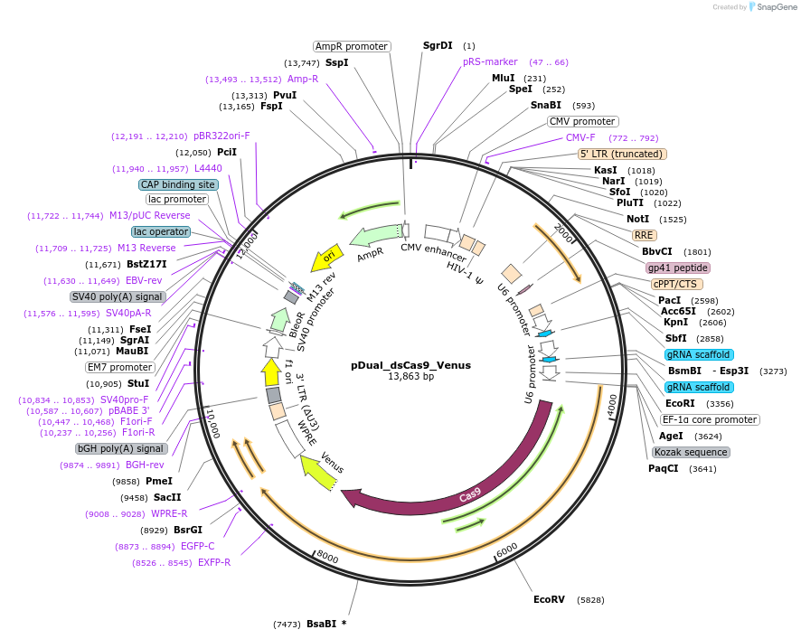 214678-plasmid-map-sequence-id-428813
