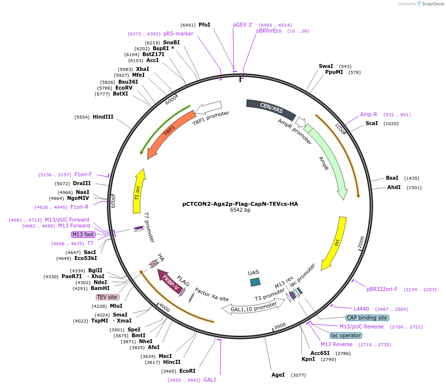 213530-plasmid-map-sequence-id-428821