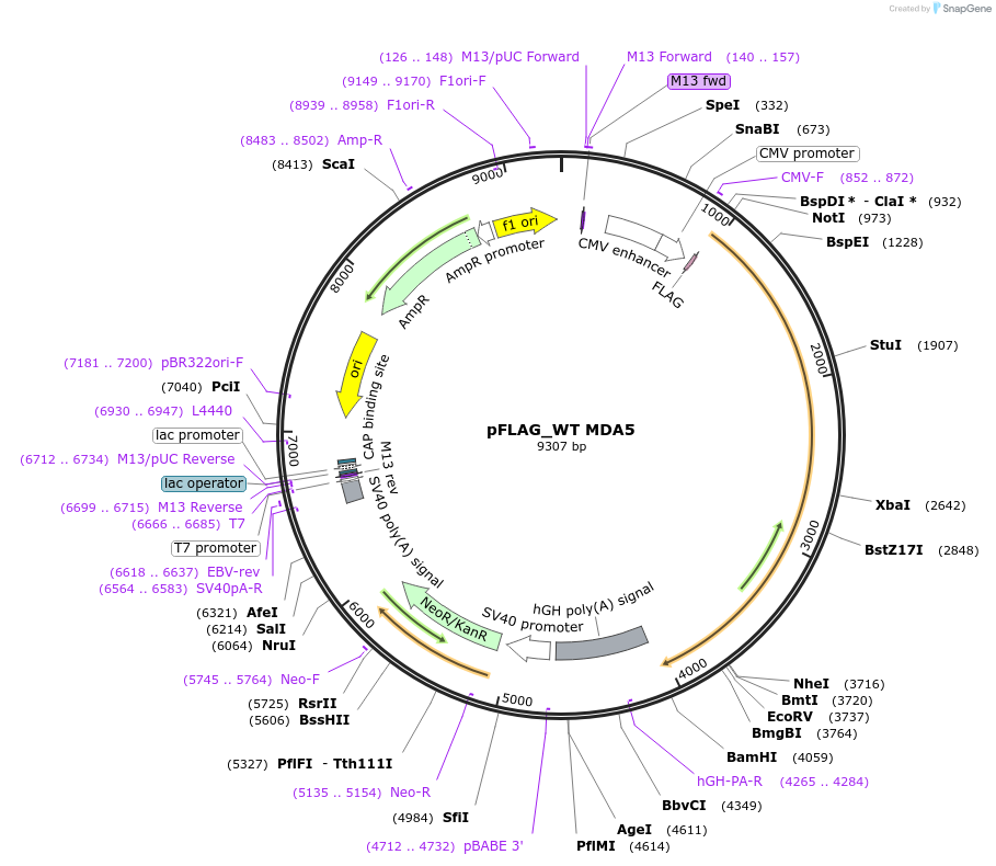216798-plasmid-map-sequence-id-428831