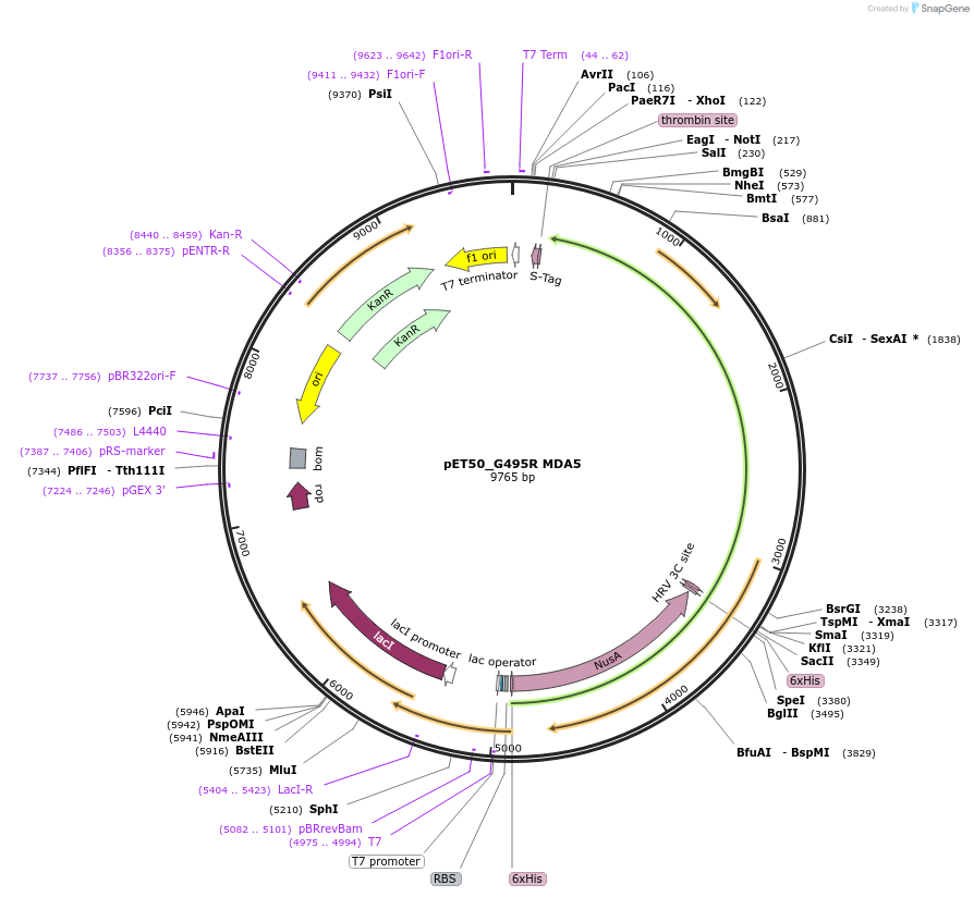 216803-plasmid-map-sequence-id-428833
