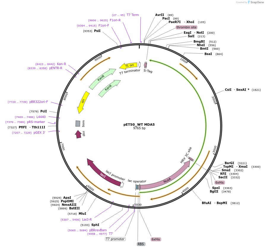 216802-plasmid-map-sequence-id-428834