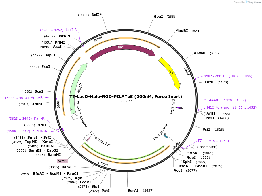 216717-plasmid-map-sequence-id-428948