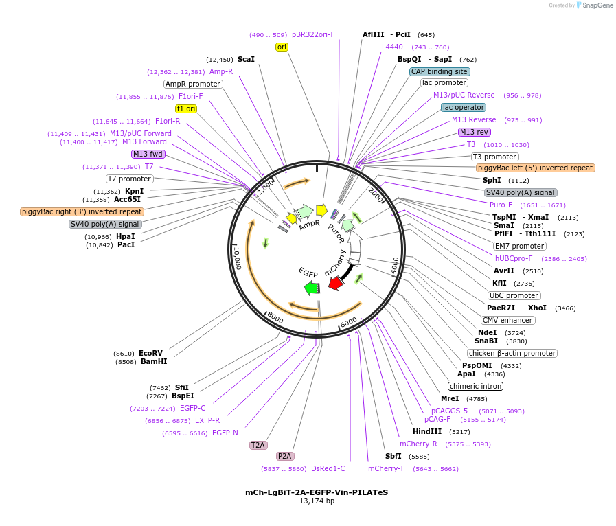 216761-plasmid-map-sequence-id-428949