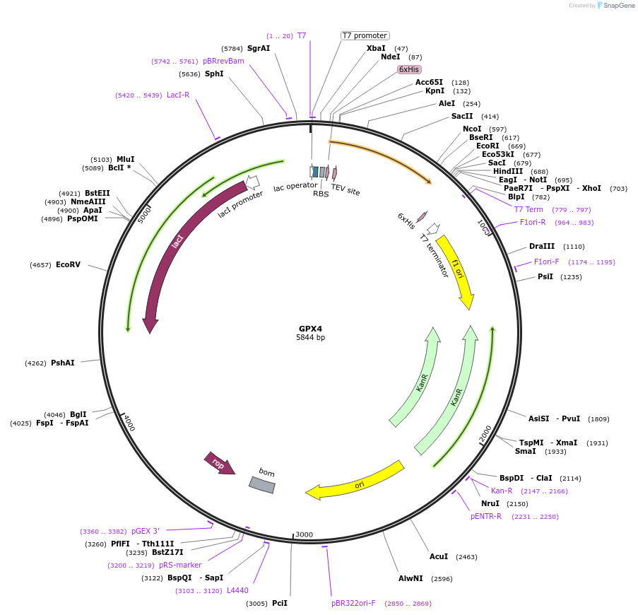 38797-plasmid-map-sequence-id-428950