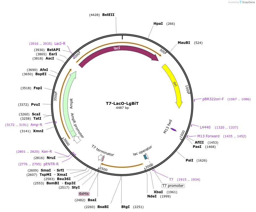 216779-plasmid-map-sequence-id-428952