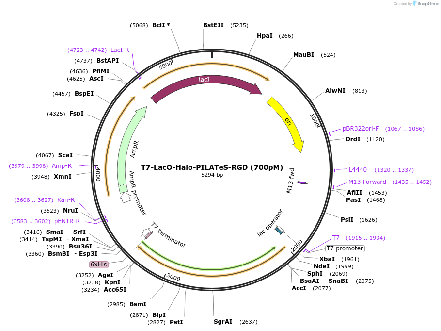 216714-plasmid-map-sequence-id-428954