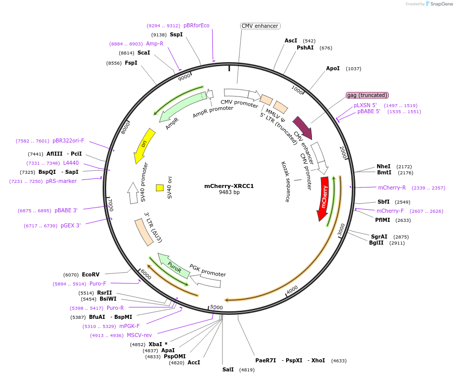 215142-plasmid-map-sequence-id-428990