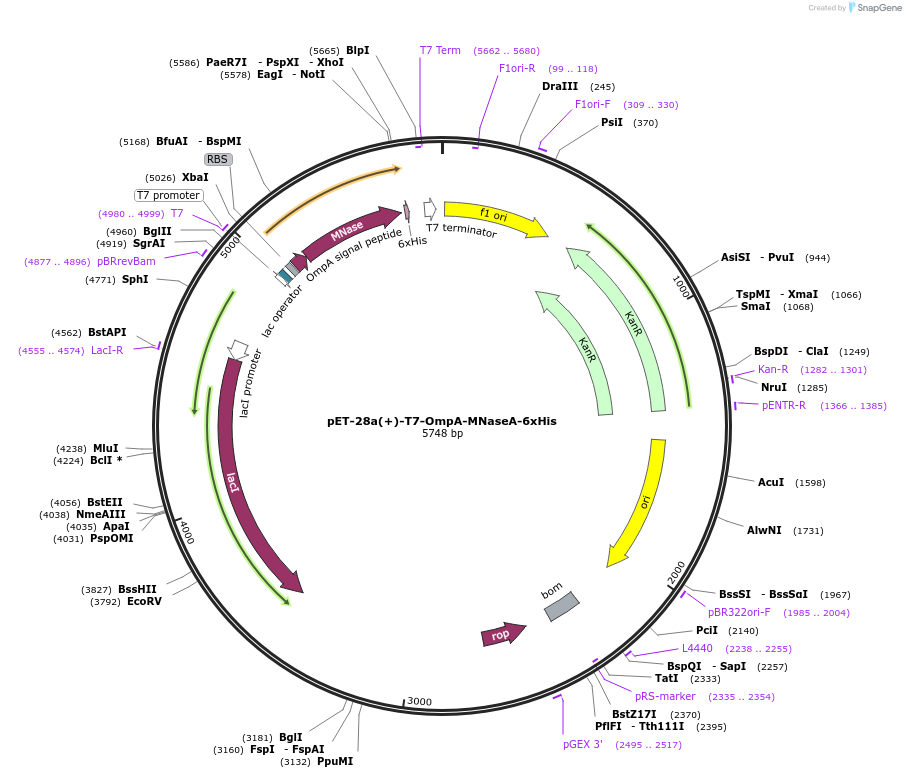 214808-plasmid-map-sequence-id-428991
