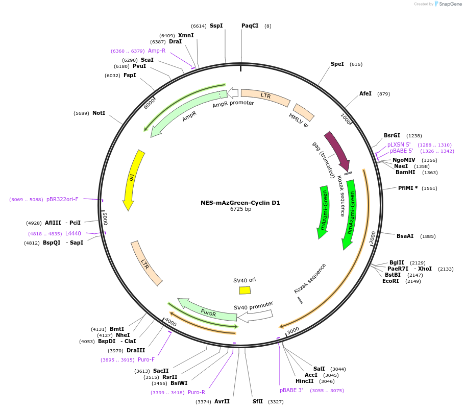 215069-plasmid-map-sequence-id-428995