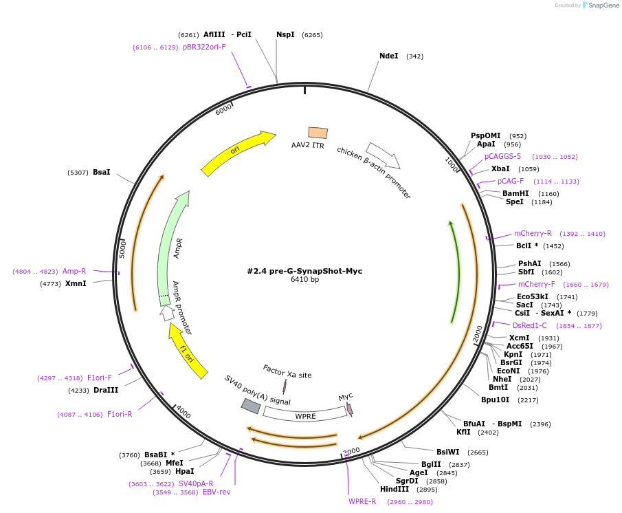 214722-plasmid-map-sequence-id-428996