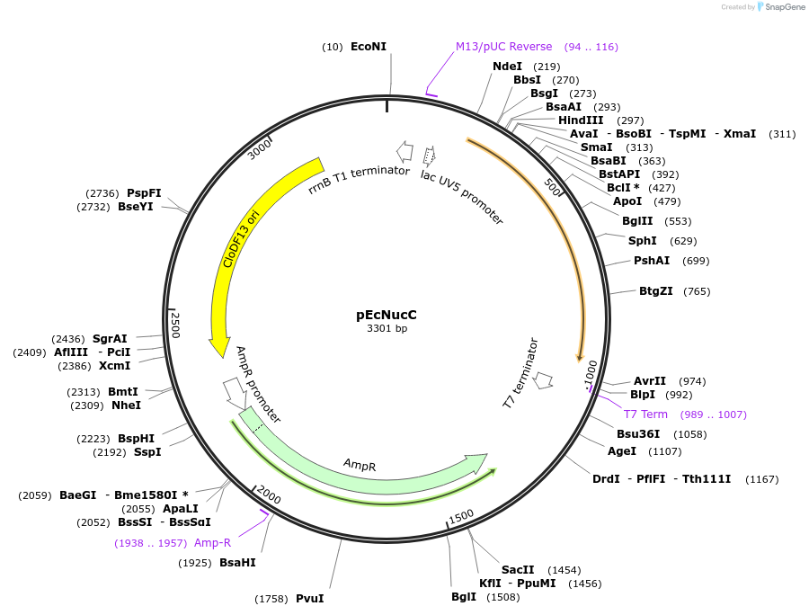 214050-plasmid-map-sequence-id-428997