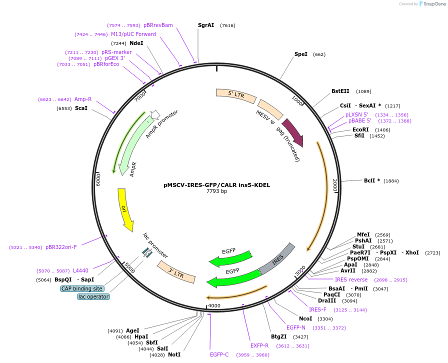 214785-plasmid-map-sequence-id-429002