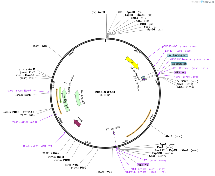 209415-plasmid-map-sequence-id-429003