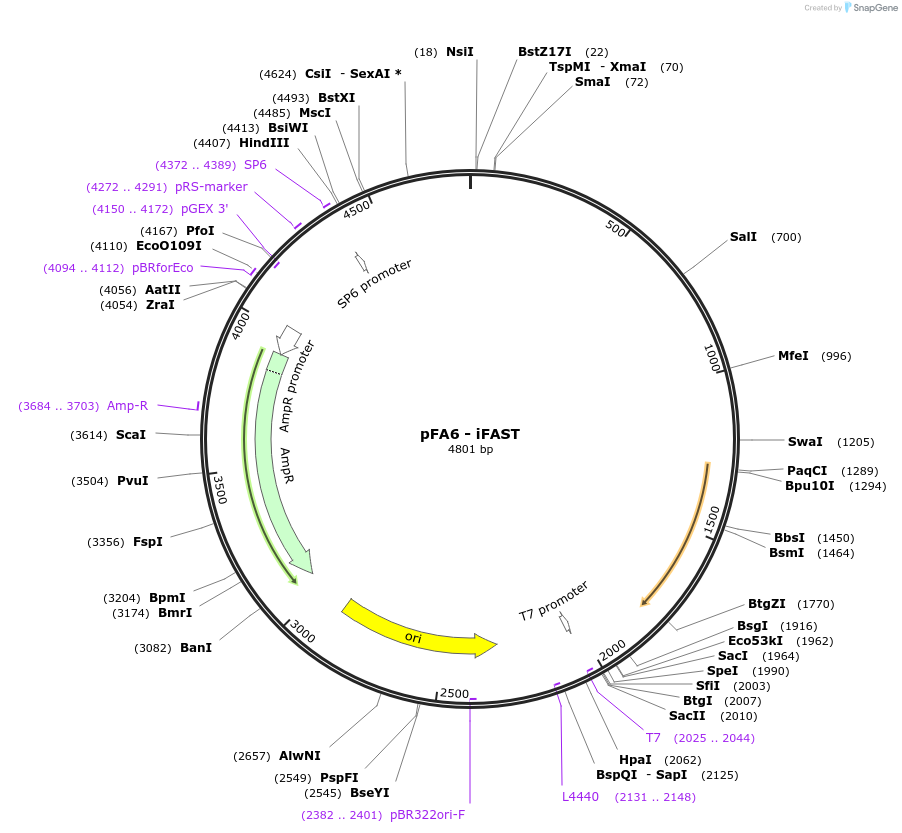 209414-plasmid-map-sequence-id-429005
