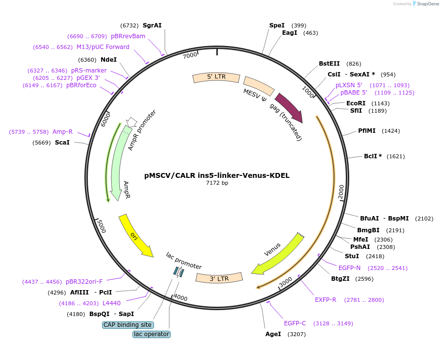 214787-plasmid-map-sequence-id-429012