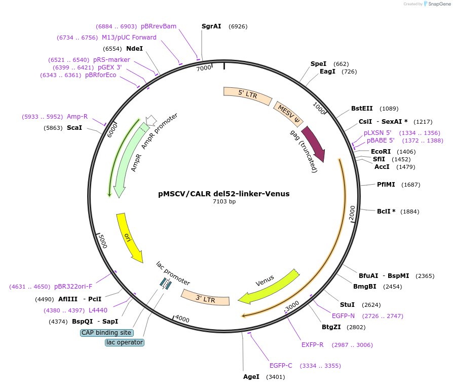 214788-plasmid-map-sequence-id-429014
