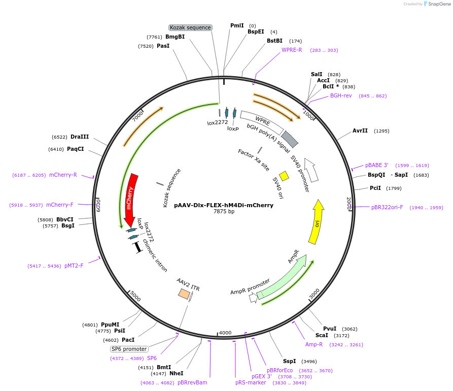 209701-plasmid-map-sequence-id-429015