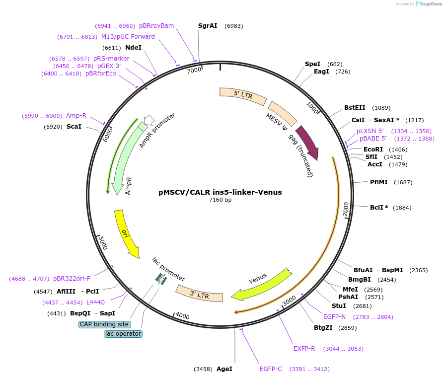 214789-plasmid-map-sequence-id-429016
