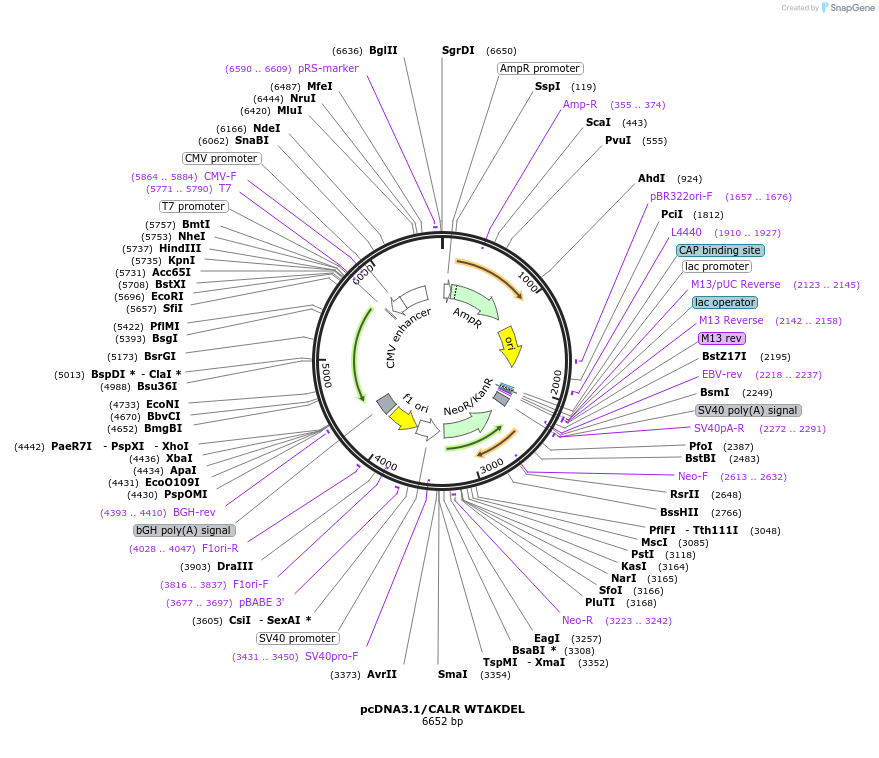 214790-plasmid-map-sequence-id-429018