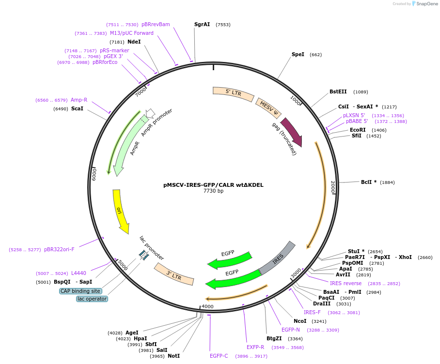 214791-plasmid-map-sequence-id-429020