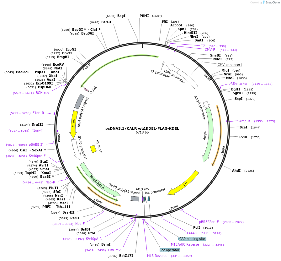 214792-plasmid-map-sequence-id-429022
