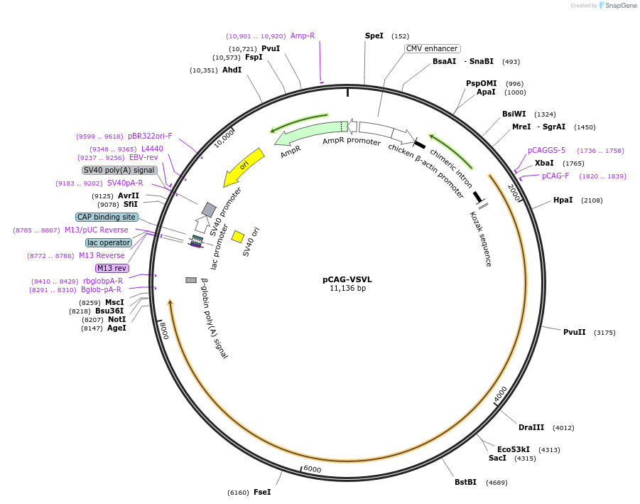 64085-plasmid-map-sequence-id-429028