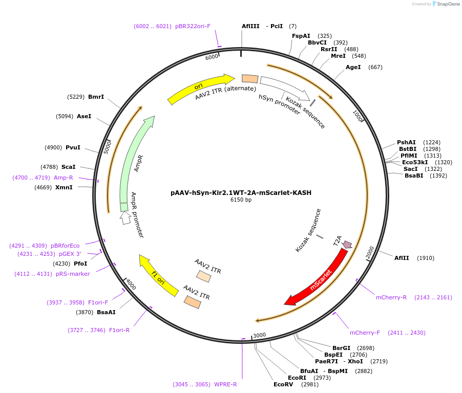 203840-plasmid-map-sequence-id-429066