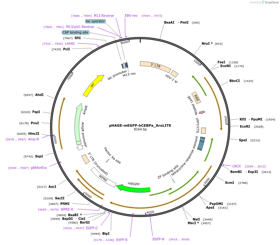 215614-plasmid-map-sequence-id-429067
