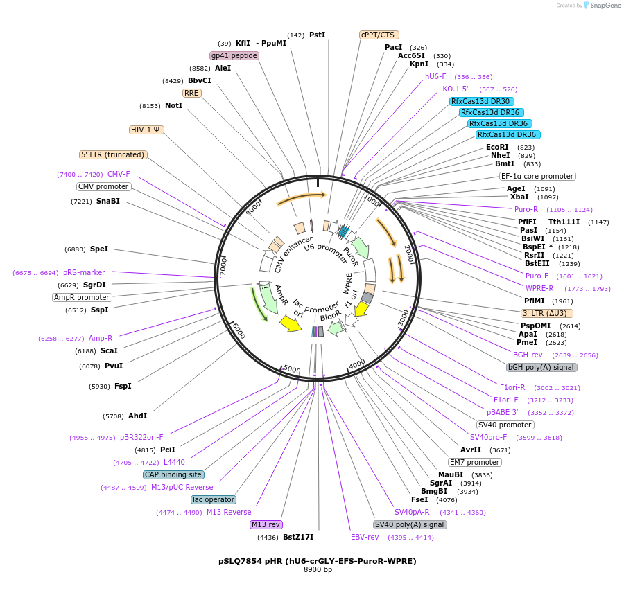 214884-plasmid-map-sequence-id-429072