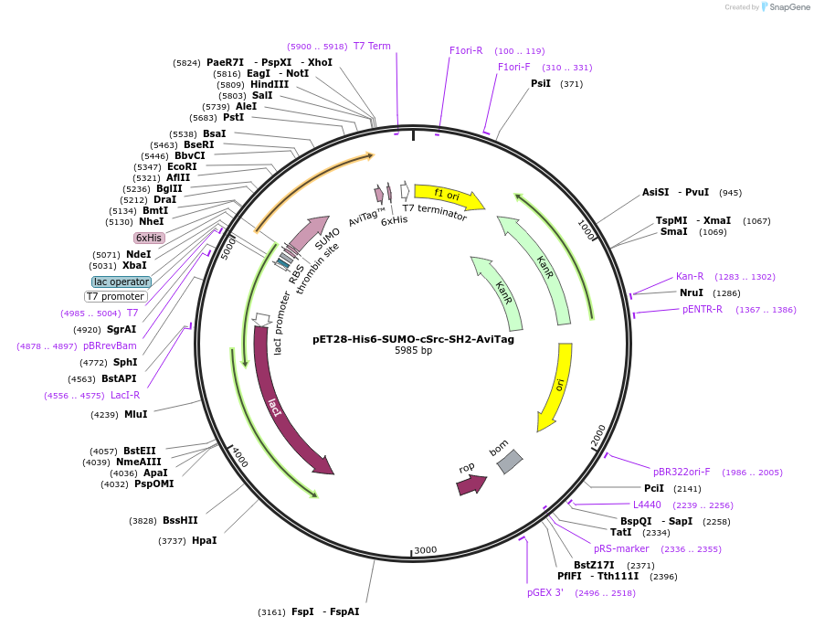 214230-plasmid-map-sequence-id-429073