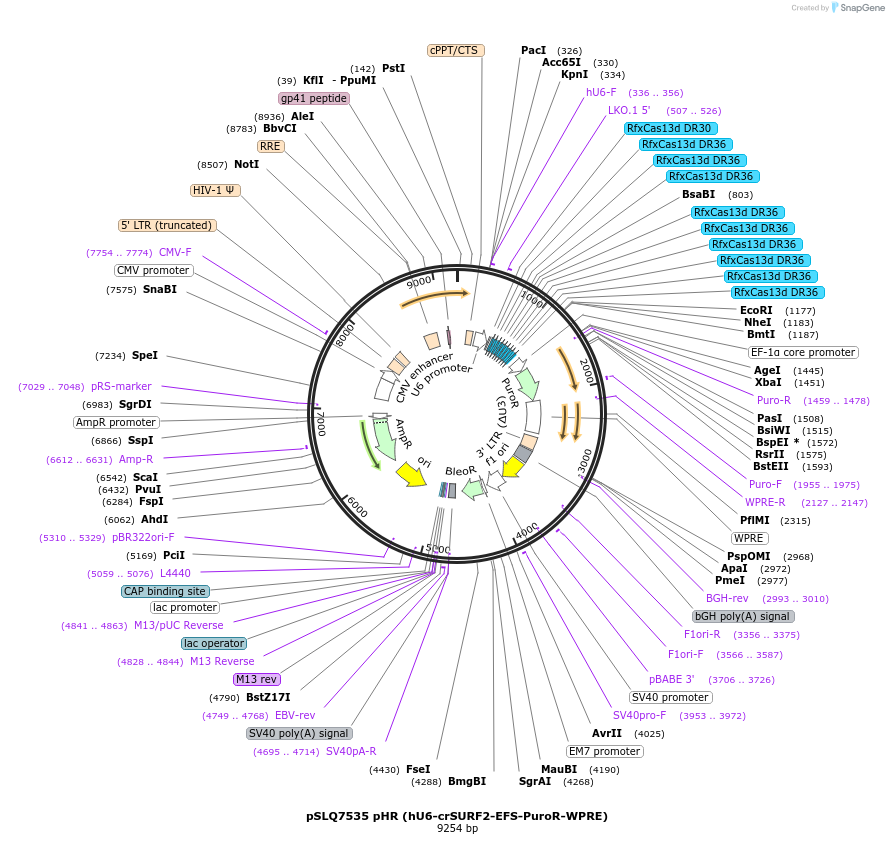 214879-plasmid-map-sequence-id-429074
