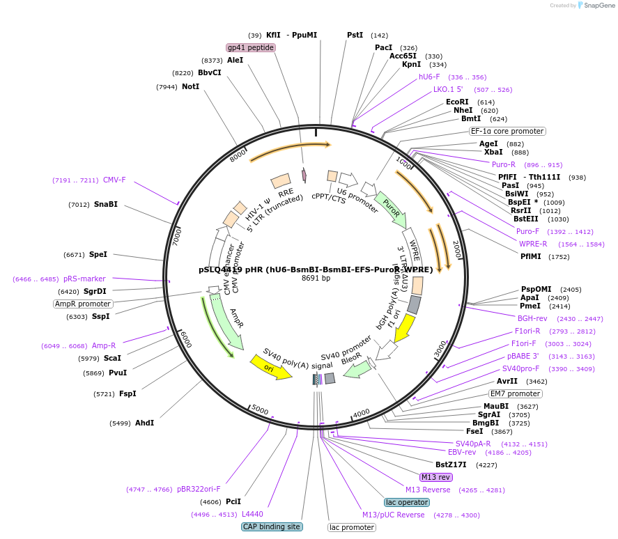 214875-plasmid-map-sequence-id-429075