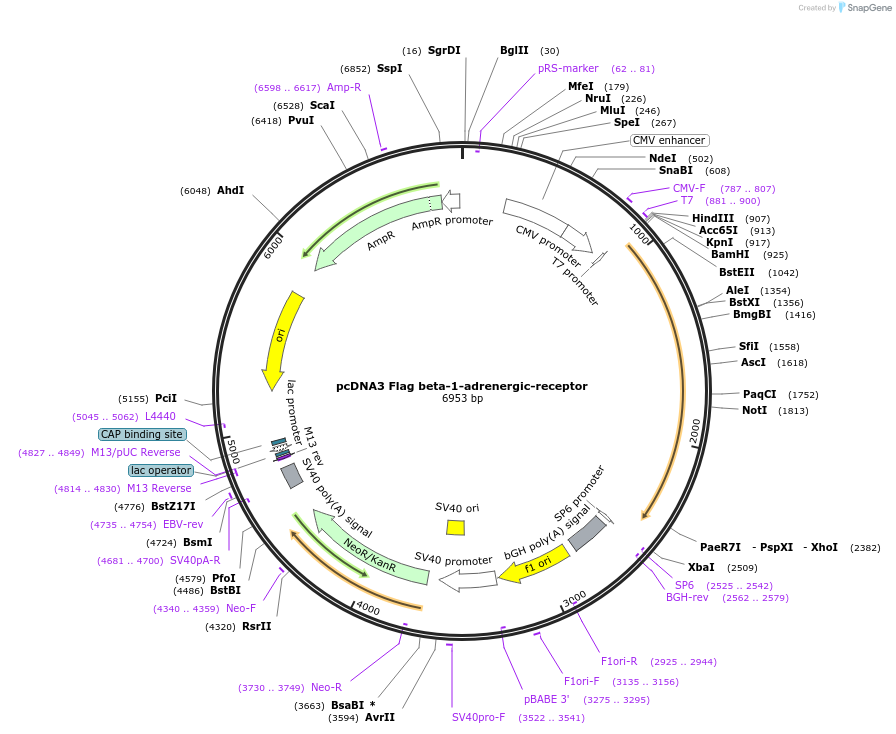 14698-plasmid-map-sequence-id-429076