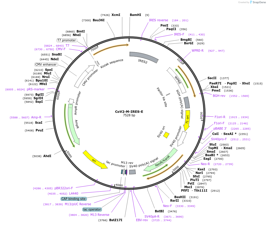 177938-plasmid-map-sequence-id-429078
