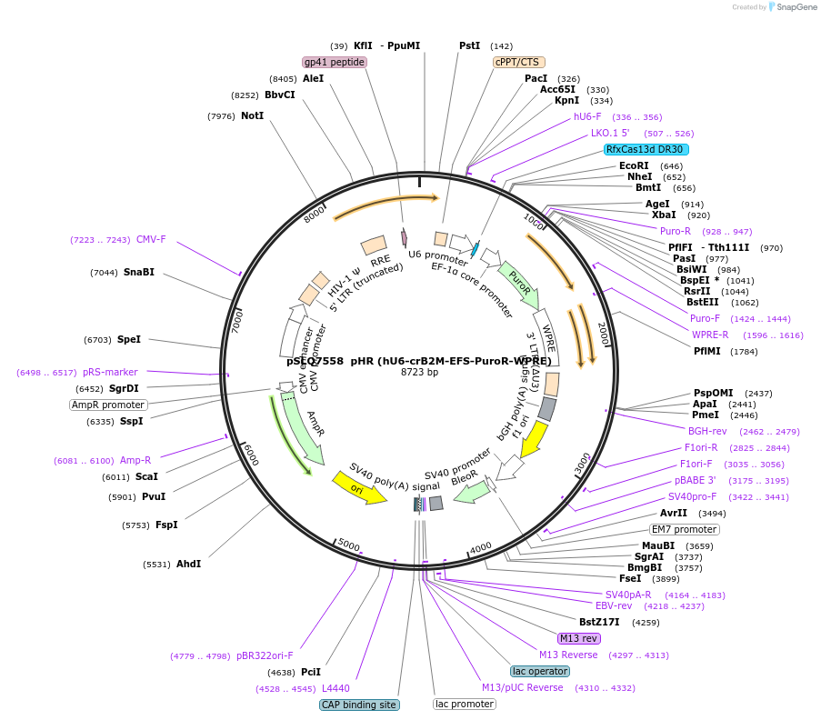 214881-plasmid-map-sequence-id-429079