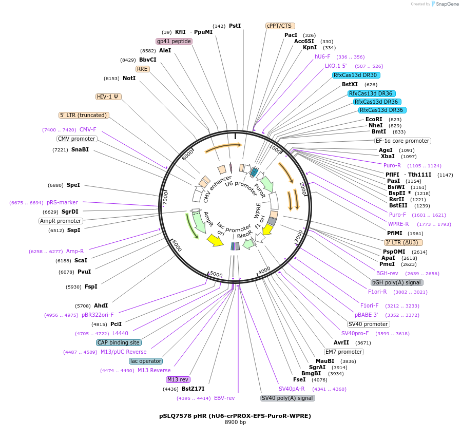 214882-plasmid-map-sequence-id-429081