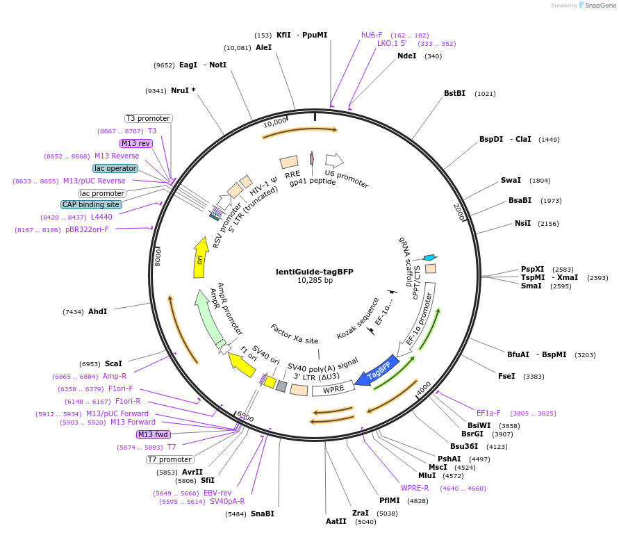 217007-plasmid-map-sequence-id-429082
