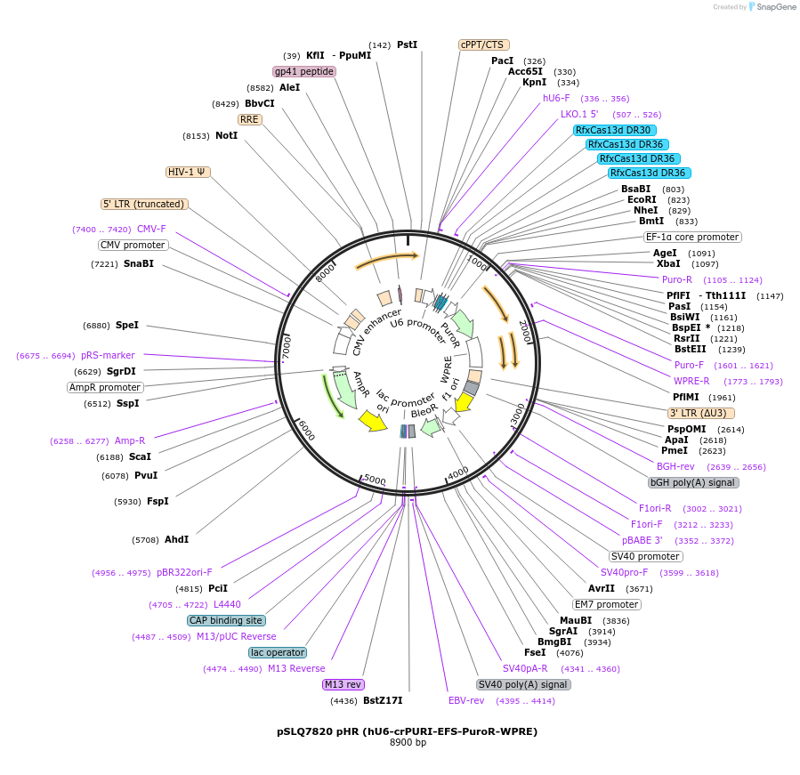 214883-plasmid-map-sequence-id-429083
