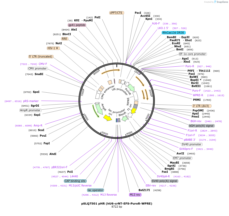 214876-plasmid-map-sequence-id-429086