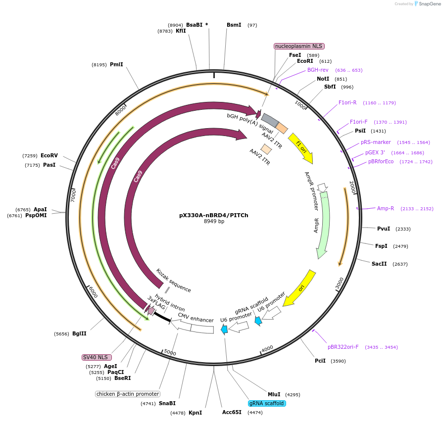 91794-plasmid-map-sequence-id-429087