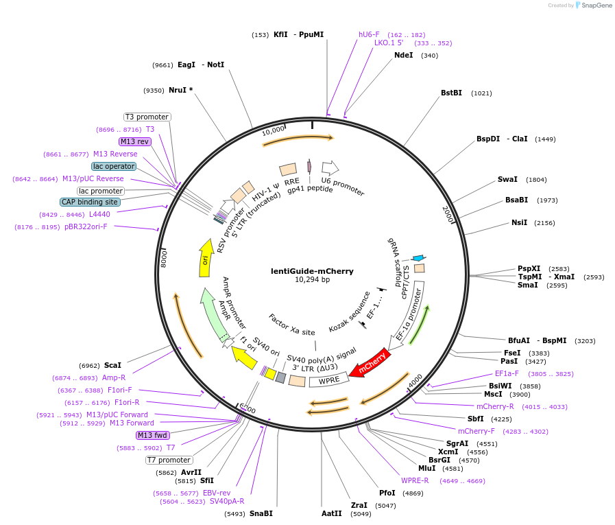 217005-plasmid-map-sequence-id-429088