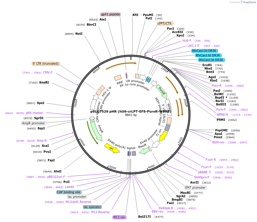 214877-plasmid-map-sequence-id-429089